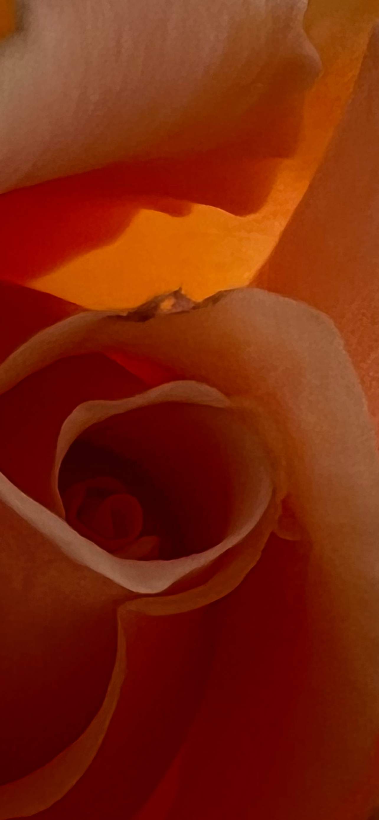 A Rose by Any Other Name