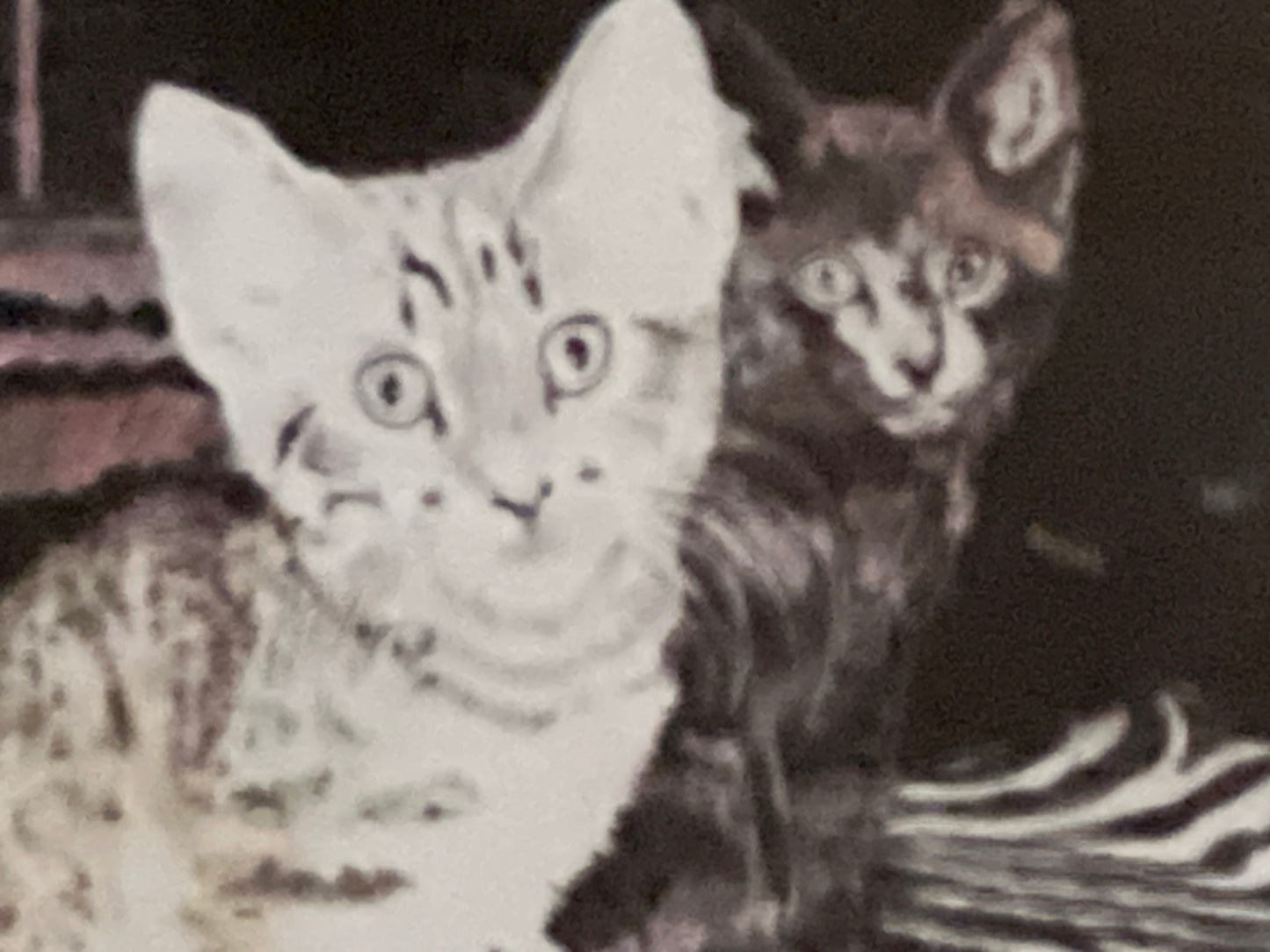 Title: Curious Companions; Pepper & Ollie