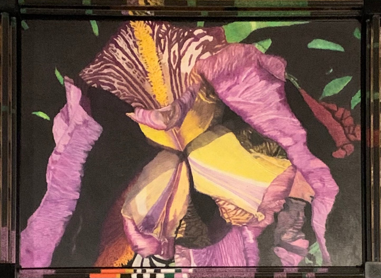 **"Curious Blossoms" - Intricate Iris Illustration**